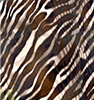 safari-braun