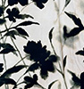 shaddow-bloom-black